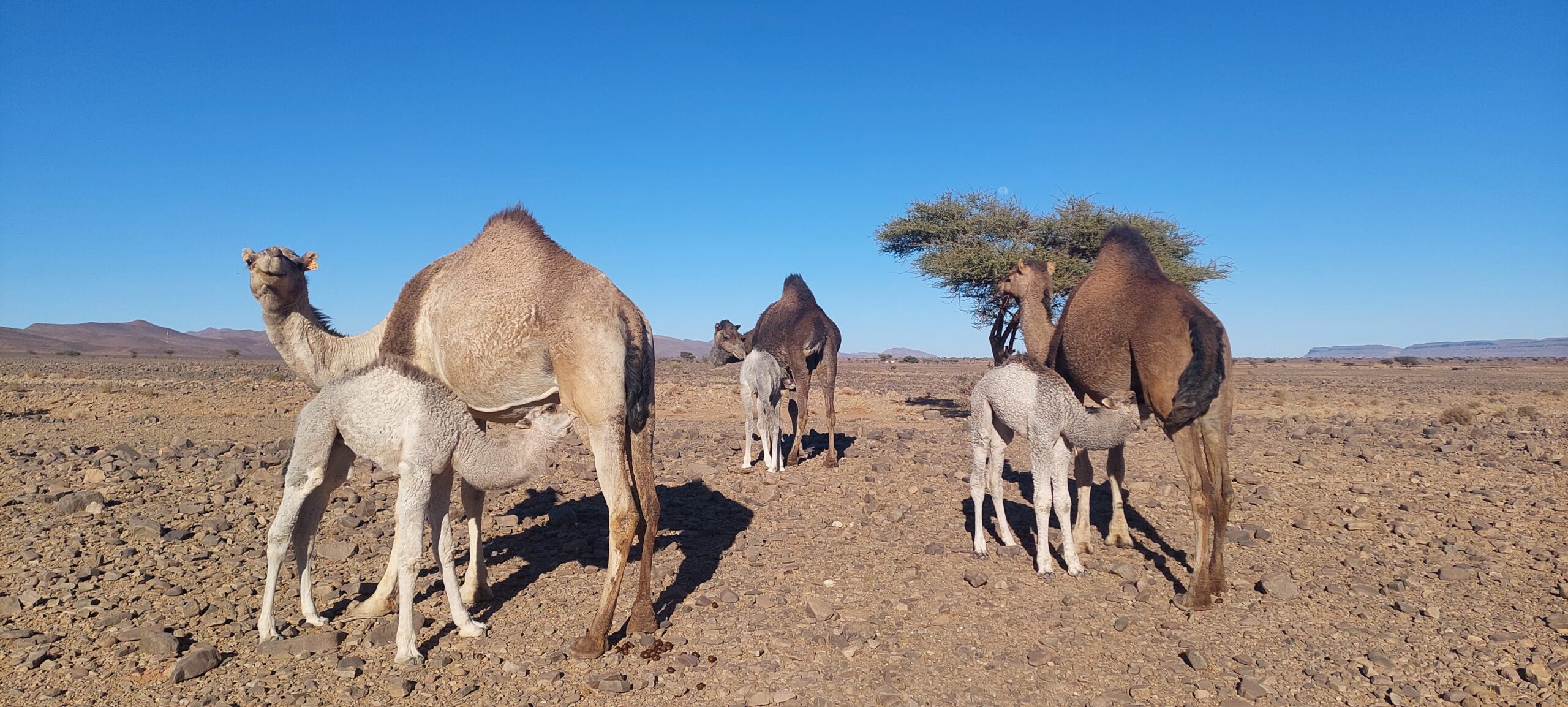 Dromadaires de la famille nomade